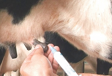 Hay animales que tienen más días abiertos porque no se les realiza el proceso de secado y el estímulo de la cría no permite que esta entre en celo. Foto: http://www.abc.com.py/edicion-impresa/suplementos/abc-rural/secado-de-vacas-lecheras-1025280.html proceso de secado de la ubre, secado de la vaca, formas de secar una vaca, periodo de descanso de la ubre, manejo animal, ordeño de la vaca, CONtexto ganadero