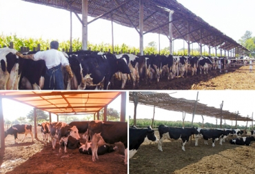 Una de las principales preocupaciones de los ganaderos debe ser el bienestar de sus animales. Foto: www.actualidadganadera.com / Perulactea.com / Ganaderialatina.com. bienestar animal, confort para los bovinos, sombra para los bovinos, sistemas silvopastoriles, alternativas para brindar sombra para el ganado, CONtexto ganadero
