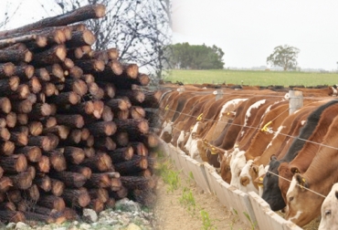 La adición de taninos en la dieta de los rumiantes aumenta la producción de carne y leche. Foto: http://albeitar.portalveterinaria.com - www.revistachacra.com.ar Taninos dieta bovinos, taninos dieta bovinos Colombia, suministrar taninos dieta bovinos, suministrar taninos en bovinos, cómo suministrar taninos, Administración de taninos de bovinos, taninos plantas, taninos para bovinos, taninos para rumiantes, taninos, CONtexto ganadero, ganaderos colombia