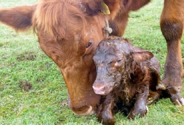 Hay que prestar especial atención a las vacas que no pueden tener a sus crías luego de 2 horas de trabajo de parto. Foto: http://centrodesanidadanimal.blogspot.com.co. Parto distócico, parto distócico terneros, cuidados parto distócico, distocia, parto distócico Fedegán, parto distócico vacas, parto de vacas, hembras parto distócico, soluciones parto distócico, parto distócico arreglo, CONtexto ganadero, ganaderos Colombia