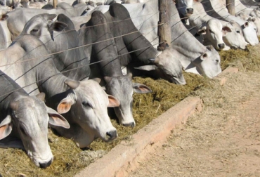 Los subproductos agroindustriales son aquellos residuos sólidos o semisólidos originados en la actividad agraria. Foto: www.agribusinessbrazil.com. subproductos agroindustriales, alimentación del ganado, alimentación estratégica bovina, manejo animal, harina de arroz, germen maíz, palmiste, bagazo de caña, granos de destilería, CONtexto ganadero