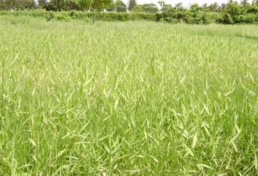 Pasto Para Una Brachiaria Que Soporta Las Inundaciones Contexto