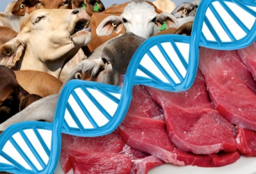 Uno de los factores más importantes que se deben tener en cuenta es el consumo residual. Foto: perulactea.com / m.tecmundo.com.br / freepick.es. genética bovina índices de consumo, genética bovina índices de consumo noticias, genética bovina índices de consumo argentina, genética bovina índices de consumo estudios, genética bovina índices de consumo martín garcía, CONtexto ganadero