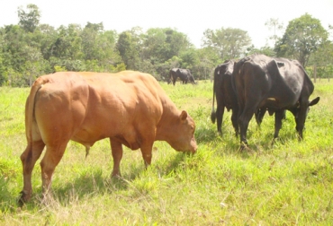 Entre más lejano sea el parentesco de las razas que se están utilizando para el cruce, mayor será el grado de vigor híbrido. Foto: Solucionesgeneticasbovinas.wordpress.com vigor híbrido, cruces en bovinos, cruzamientos bovinos, crías superiores a sus padres, mejoramiento genético, CONtexto ganadero