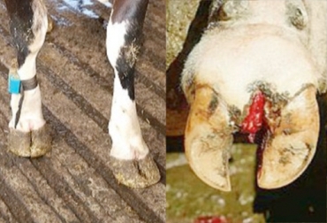 La suciedad combinada con la humedad tiene una alta relación con la presencia de las cojeras. Foto: nuevoabcrural.com.ar / albeitar.portalveterinaria.com. lesiones en los talones de los bovinos, erosión del talón en bovinos, la putrefacción de talón en bovinos, hiperplasia de talón en bovinos, cojeras en bovinos, manejo animal, CONtexto ganadero