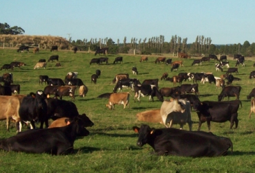 Los ganaderos suelen ordeñar las reses en el mismo potrero donde están pastando o descansando. Foto: freepick.es. Técnica manejo animal, técnica ganadería Tierra Buena, técnica manejo ganado, práctica manejo animal, práctica deposiciones ganado, técnica deposiciones ganado, práctica estiércol potrero ganado, técnica estiércol potrero ganado, técnica manejo estiércol Pastoreo Racional Voisin, CONtexto ganadero, ganaderos Colombia