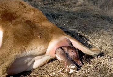 La inducción del parto a la vaca debe hacerse cuando el ternero es muy grande o cuando hay alguna complicación. Foto: jairoserrano.com Inducción partos bovinos, inducción partos vacas, inducción partos bovinos recomendaciones, inducción partos bovinos consejos, mezcla inducción partos en bovinos, inducción partos bovinos Colombia, mejoramiento genético colombia, complicaciones partos bovinos, complicaciones partos vacas, CONtexto ganadero, ganaderos colombia
