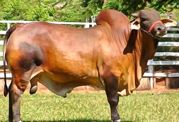 El ejemplar no solo se adapta fácil a las condiciones extremas, sino que produce una buena cantidad de leche durante la lactancia. Foto: razasbovinasdecolombia.weebly.com. razas para el trópico, ganadería para el trópico, ganado para el trópico, red sindhi, red sindhi en colombia, raza red sinhdi, bondades red sindhi, red sindhi pakistán, luis fuentes, razas bos indicus, cebuinos inducus, ganadería colombia, contexto ganadero