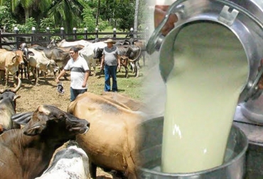 Los productores siguen manifestando su malestar ante los abusos de los industriales lecheros. Foto: www.todoenlarevista.com / www.eluniversal.com.co. precio de la leche, precio de la leche en colombia, monopolio de la leche en colombia, lechería Colombia, precio de la leche pagado al productor, ganaderos de colombia, ganadería colombia, Ministerio de Agricultura, W Radio, julio sánchez cristo, CONtexto ganadero