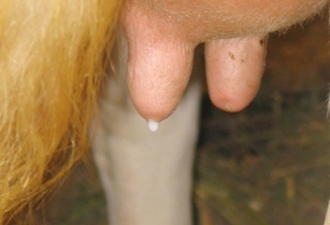 El calostro es susceptible de estar contaminado por microbios si la vaca está enferma. Foto: bmeditores.mx. Pasteurizar calostro, pasteurización del calostro, suministro calostro bovinos, proceso de pasteurización de calostro, proceso pasteurizar calostro, microbios patógenos calostro, propiedades nutricionales del calostro, suministro calostro forma natural, suministro calostro forma manual, Inmunoglobulinas, IgG, manejo del calostro, manejo calostro en Colombia, CONtexto ganadero, ganaderos Colombia