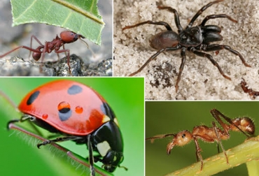 Insectos como la mantis religiosa, crisopa, tijereta, spalangia, hormiga cargadora, arañas, mariquitas y avispas cazadoras, son usados para controlar naturalmente las plagas. Foto: www.enimal.org - www.european-arachnology.org - www.ecoterrazas.com - www.ojodigital.com. control de plagas, control biológico de plagas, biocenosis, repelentes naturales en ganadería, insecticidas naturales, ganadería ecológica, ganadería sostenible, contexto ganadero, ganadería colombia