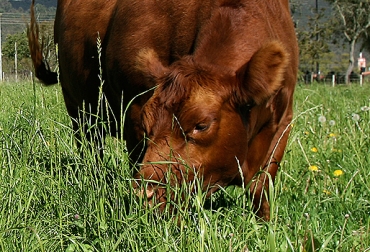 El ganadero puede controlar el promedio de FDN de una pradera mezclando gramíneas y leguminosas. Foto: Fedegán. Fibra efectiva, fibra físicamente efectiva, alimentación bovinos, nivel fibra forrajes, nivel fibra alimentos bovinos, fibra detergente neutro, fibra detergente ácida, FDNe, FDNfe, corrección FDN, corrección fibra detergente neutro, corrección fibra detergente ácida, CONtexto ganadero, ganaderos Colombia