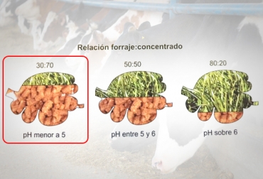 El cálculo del balance entre forraje y concentrado también se hace con el pH ruminal como se muestra en la imagen. Foto: Cortesía. Balance forraje y concentrado, balance pastos concentrado, consejos para dar concentrado y forraje, concentrado bovinos, suplemento bovinos, alimentos alternativos en bovinos, concentrados para vacas lecheras, ganaderías de leche, registros productivos de concentrados, materias primas concentrados, factores a tener en cuenta al dar concentrados, CONtexto ganadero, ganaderos Colombia