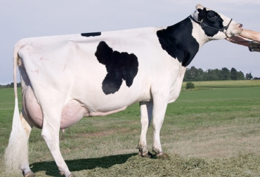 La sumatoria de un comportamiento manso y una natural aptitud lechera resulta determinante a la hora de seleccionar las especies que van conforman el hato y que van a aportar una alta producción. Foto: data.altagenetics.com temperamento lechero, comportamiento lechero, razas lecheras, aptitud lechera, cualidad fenotípicas de las vacas lecheras, CONtexto ganadero