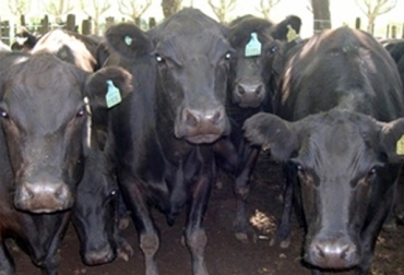 Entre mejor sea la condición corporal de la vaca, mayores serán las posibilidades que esta quede preñada. Foto: www.lab9dejulio.com.ar. vaca vacía, manejo de la vaca vacía, vaca no gestante, periodo posparto, alimentación de la vaca, nutrición de la vaca, estado corporal de la vaca, CONtexto ganadero