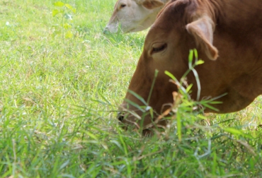 La calidad de los forrajes puede variar por efecto del clima, el manejo o la fertilización de los suelos. Foto: ganaderiaproductivaymaslimpia.com. Valor nutricional de los forrajes, valor nutritivo de los forrajes, factores que determinan valor nutritivo de forrajes, especie de pasto, clima, manejo de pradera, fertilización de suelos, enfermedades del pasto, plagas del pasto, CONtexto ganadero, ganaderos Colombia