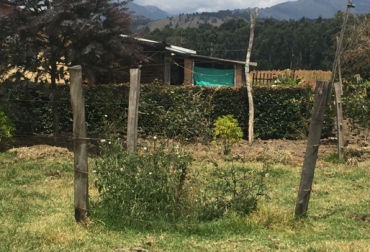 Los árboles dispersos son denominados sistemas silvopastoriles no intensivos. Foto: CONtexto ganadero árboles dispersos en potrero, Sistemas silvopastoriles, Ganadería Sostenible, ganadería amigable con el ambiente, sombra en los potreros, CONtexto ganadero