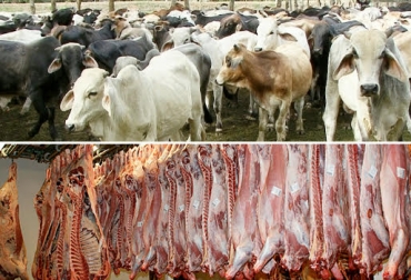 En la mayoría de casos son los intermediarios son quienes se encargan de castigar el precio del ganado antes de que llegue a la planta de sacrificio. Foto: corpodemp.com / nacion.com. castigo de animales, castigo en el precio de los animales, razones por las que son castigados los animales, precio del ganado, castigo al precio del ganado, contexto ganadero, ganadería colombia