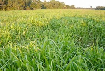 El valor nutricional del forraje depende del tiempo en que se suministre al ganado. Foto: centroagricolaesparza.wordpress.com. Senescencia de los pastos, valor nutricional de los pastos, calidad nutricional de los pastos, valor nutricional del forraje, consumo de pasto en bovinos, forrajes de buena calidad, forrajes que conservan calidad nutricional, forrajes que conservan valor nutricional, CONtexto ganadero, ganaderos Colombia