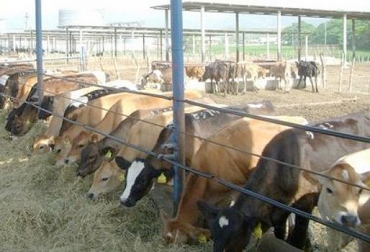 El horario de comida se determina con la observación del ganado. Foto: web.altagenetics.com. hora de comer del ganado, horarios de suministro de alimento al ganado, adecuada alimentación del ganado, alimentación del ganado, nutrición bovino, CONtexto ganadero