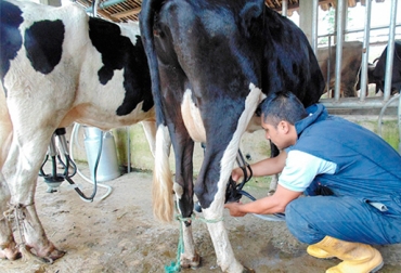 Cuando se aplican técnicas de adiestramiento, los bovinos pueden concentrar su energía en mejorar ganancia de peso y producción de leche. Foto: actualidadganadera.com. Animales mansos mejor producción carne y leche, animales mansos, bovinos mansos, Amanse y adiestramiento en bovinos, Manejo de bovinos, manejo animal, Bovinos mansos mejor producción de carne y leche, Empresa de amanse y adiestramiento de bovinos, técnicas para amansar a los bovinos, técnicas para amansar a los bovinos Colombia, CONtexto ganadero, ganaderos Colombia