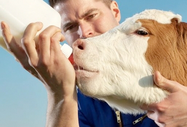 Algunos expertos y productores optan por brindarles a las crías una cantidad de leche equivalente al 10 % de su peso vivo. Foto: http://nutricionanimal.info conusmo de leche del ternero, alimentación del ternero, peso vivo del ternero, manejo del ternero, desarrollo del ternero, crecimiento del ternero, CONtexto ganadero