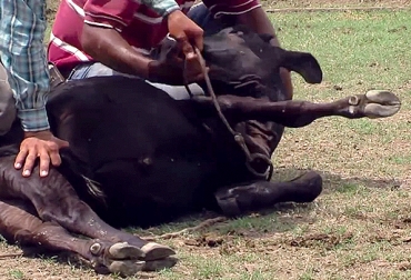 Los procesos que se utilizan para sujetar o manejar de manera más cómoda a los bovinos, buscan que estos no se lastimen o lesionen. Foto: Youtube.com TVAgro TVGan. sujeción de bovinos, métodos de sujeción de bovinos, manejo animal, bretes para bovinos, tranquilizantes para bovinos, bienestar animal, CONtexto ganadero