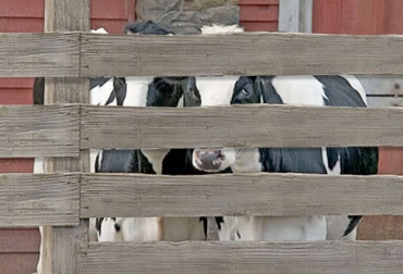 Al diseñar los corrales, se debe tener en cuenta que haya espacios que permitan la visión de los bovinos. Foto: pandora-magazine.com. Diseño corrales bovinos conducta animal, Diseño corrales bovinos, Diseño corrales bovinos manejo de ganado, manejo de ganado, diseño corrales para ganado, diseño mangas para ganado, diseño potreros para ganado, diseño corrales bovinos basado en conducta animal, CONtexto ganadero, ganaderos Colombia