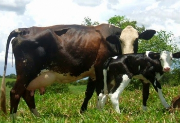 La nutrición, la genética y el bienestar son factores claves que determinan la cantidad de leche que produce una vaca recién parida. Foto: generalidadesdelaganaderiabovina.blogspot.com producción de leche, factores que inciden en la producción, aumento de la producción de leche, partos de hembras bovinas, partos de machos bovinos, CONtexto ganadero
