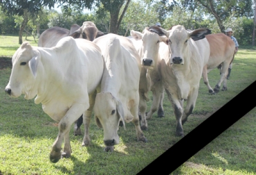 El ganadero Edmundo Castillo tenía una de las ganaderías de ejemplares cebú más reconocidas del país. Foto: Centagro S.A. Obituario, Edmundo Castro Escamilla, ganadero de lidia Edmundo Castro Escamilla, historia de la ganadería en Colombia, hacienda Papina, obituario Edmundo Castro Escamilla, fallece Edmundo Castro Escamilla ganadero de lidia, fallecimiento de un ganadero, ganadería del Meta, CONtexto ganadero, ganaderos Colombia