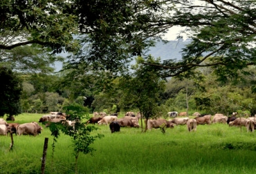 La Ganadería Regenerativa le apunta a ejercer la actividad pecuaria para recomponer y conservar el medio ambiente. Foto: ganaderiaregenerativa.com. Ganadería regenerativa, ganadería regenerativa definición, ganadería regenerativa concepto, ganadería agroecológica, prácticas ganadería regenerativa, ganadería regenerativa Colombia, normas ganadería regenerativa, CONtexto ganadero, ganaderos Colombia