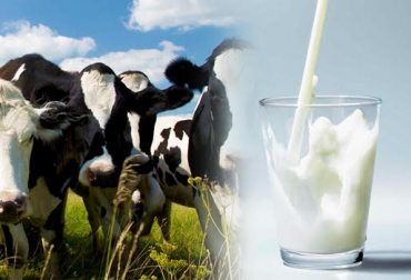 Implementar una nutrición balanceada garantiza aumentar la calidad de la leche. Foto: keywordsuggest.org / telemundo.com. proteína, grasa, proteína leche, grasa leche, UFC, unidades formadoras de colonia, alimentación aumento de proteína, leche con mejor proteína, leche con mejor grasa, CONtexto ganadero, ganadería colombia, Ganadería Sostenible