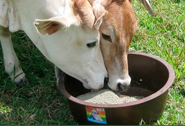 Las sales aniónicas se ofrecen en las vacas preparto porque las tradicionales no pueden ser consumidas en los días previos al alumbramiento. Foto: bmeditores.mx. Sales aniónicas para el ganado, sales aniónicas definición, sales aniónicas ganado, sales aniónicas ganado Colombia, sales minerales para ganado, requerimientos nutricionales del ganado, sales aniónicas vacas preparto, alimentación bovina, manejo animal, CONtexto ganadero, ganaderos Colombia