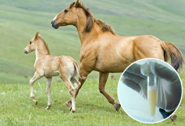 El buen manejo de las pajillas y el conocimiento de las yeguas garantizará la concepción de la cría. Foto: defondos.com / condoriri-uto.edu.bo. inseminación artificial en equinos, semen equinos, manejo de la inseminación artificial, ganadería equina, cría de equinos, contexto ganadero, ganadería colombia