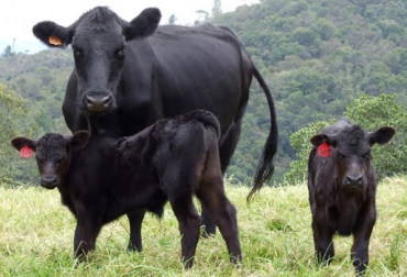 La reducción de la producción de forma repentina puede mejorar gracias a una nutrición óptima. Foto: Fedegán. vacas de primer parto, novillas de primer parto, vacas primerizas, problemas de las vacas primerizas, caída en la producción de las vacas de primer parto, francisco peña, ganadería colombia, contexto ganadero