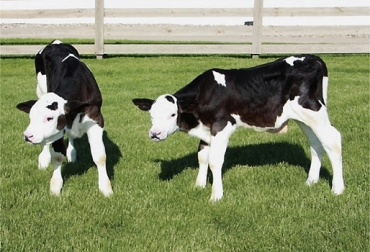 Las modificaciones genéticas le apuntan a un animal sin cachos o incluso más productivo. Foto: coctel-de-ciencias.blogs.quo.es. Genética, alteraciones genéticas, modificaciones genéticas en bovinos, bovinos sin cuernos, Scott Fahrenkrug, Scott Fahrenkrug vacas sin cuernos, CONtexto ganadero, ganadería colombia