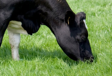 La carne y la leche de los animales que consumen forraje son un gran aporte de ácido linoleico conjugado. Foto: publicdomainpictures.net Ácido linoleico conjugado, CLA, beneficios CLA, beneficios Ácido linoleico conjugado, propiedades CLA, rumiantes alimentados con pasto, porcinos alimentados con CLA, ácidos grasos, ventajas ácidos grasos, ácido linoleico conjugado en Colombia, CONtexto ganadero, ganaderos Colombia