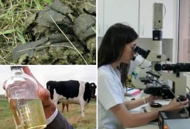 A partir de la orina y las heces se puede hacer una relación de la cantidad de proteína que está ingiriendo el animal en su dieta. Foto: www.ne.jp - Primicias24.com eliminación de materia fecal en bovinos, estado de la materia fecal de bovinos, frecuencia de expulsión de orina en bovinos, manejo animal, CONtexto ganadero