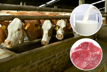 Conozca los componentes esenciales para el éxito de una empresa de doble propósito. Foto: contextoganadero.com empresa doble propósito exitosa, componentes del doble propósito, alimentación en el doble propósito, nutrición del doble propósito, genética en el doble propósito, sanidad en el doble propósito, CONtexto ganadero