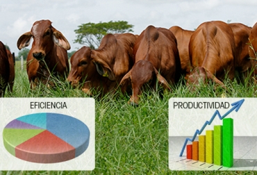En el doble propósito es fundamental el tema del manejo de la información. Foto: contextoganadero.com doble propósito en el caribe colombiano, indicadores de productividad y eficiencia, doble propósito negocio rentable, doble propósito, ganado doble propósito, manejo de la finca como empresa, CONtexto ganadero