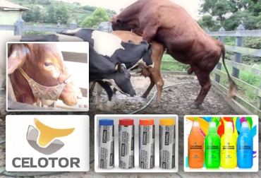 El chin ball, el marcador de tinta, la crayola o el celotor son instrumentos que ayudan a detectar el celo en las vacas. Foto: youtube.com / livestockmarkers.com / @celotor / fotopages.com Herramientas para detectar el celo, celos bovinos, detección de celo, herramientas para detectar celo en la noche, detección celo vacas, celo vacas, ciclo estral vacas, entrada calor vacas, métodos para detectar celos, chin ball, arnés marcador, crayola, celotor, podómetro, CONtexto ganadero, ganaderos Colombia
