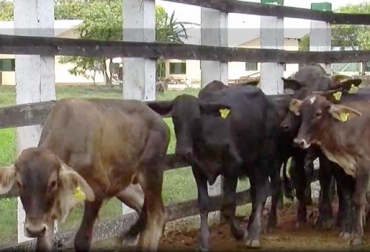 Con un celular inteligente, los ganaderos podrán grabar videos de sus animales para venderlos en la emisión de TVGAN. Foto: TVGAN Remates TVGAN, grabar videos TVGAN, promoción TVGán abril 2017, videos celular TVGAN 2017, TVGAN remates, programa TVGAN Remates, TVGAN El técnico es usted, TVGAN Fedegán, CONtexto ganadero, ganaderos Colombia