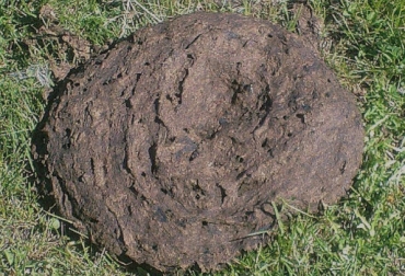 La bosta puede ser un indicador cualitativo de la relación animal-dieta y la consistencia de esta permite conocer el equilibrio nutricional del bovino. Foto: andimartina28.blogspot.com análisis de las bostas bovinas, calificación de las bostas bovinas, estado de las bostas bovinas, monitoreo de las bostas bovinas, manejo animal, Salud Animal, CONtexto ganadero