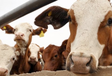 Es importante tener presente que un ganado bien tratado no va a sufrir de estrés, de allí la necesidad de entender su conducta. Foto: agritotal.com etología bovina, comportamiento bovino, ganado sin estrés, manejo animal. bienestar animal, CONtexto ganadero