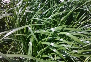 En la foto tomada en un predio en Carmen de Carupa, Cundinamarca, se observa la especie Hercules, un ryegrass tetraploide que tolera las heladas. Foto: CONtexto ganadero. Pasto ryegrass, pasto raigrás, ryegrass diploide, ryegrass tetraploide, diferencias ryegrass diploide tetraploide, tipos ryegrass, ryegrass Colombia diploide tetraploide, CONtexto ganadero, ganaderos Colombia