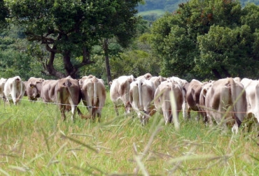 Aunque la estrategia da buenos resultados, todavía hay mucho escepticismo entre los productores. Foto: pinterest.com. pastoreo racional, pastoreo racional voisin, ventajas del pastoreo racional voisin, prv colombia, pastoreo racional colombia, CONtexto ganadero, ganadería colombia