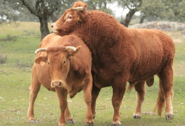 El chequeo de fertilidad en el hato incluye toda una serie de factores que van más allá del examen a los genitales de los animales. Foto: animalesyculturapopular.blogspot.com Prueba fertilidad hato, prueba fertilidad toro, prueba fertilidad vaca, evaluación reproductiva, fertilidad bovinos, causas infertilidad bovinos, problemas reproductivos en bovinos, infertilidad vacas, causas infertilidad vacas, causas anatómicas infertilidad bovina, causas ambientales infertilidad bovina, CONtexto ganadero, ganaderos Colombia