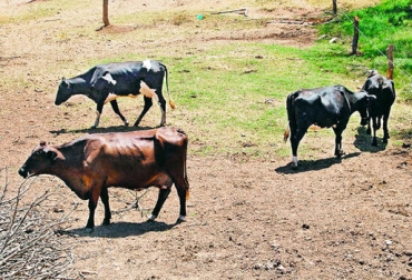 Las deficiencias de ciertos nutrientes en los bovinos causan bajos rendimientos en productividad y fertilidad. Foto: impresa.prensa.com Deficiencias nutrientes problemas reproductivos en bovinos, nutrientes en alimentación de bovinos, reproductividad en bovinos, problemas reproductivos en bovinos, CONtexto ganadero, ganaderos Colombia