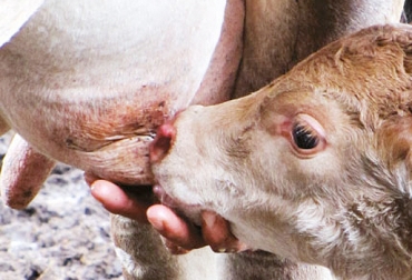 Cuando el ternero nace, su sistema inmune no tiene la capacidad de producir suficientes inmunoglobulinas para que le ayuden a combatir las infecciones. Foto: hacienda.com Inmunoglobulinas en el calostro, importancia de las Inmunoglobulinas, calostro para el ternero, alimentación del ternero, manejo del ternero, CONtexto ganadero