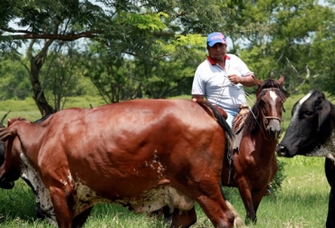 Producir carne y leche es uno de los mejores negocios y si bien en Colombia hay oportunidades para desarrollarlo se le debe incorporar de manera urgente el conocimiento. Foto: sv.undp.org ganadería doble propósito, estrategias para el doble propósito, ganaderos doble propósito, manejo del finca doble propósito, CONtexto ganadero
